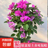 三角梅盆栽带花剑树苗室内阳台重瓣飘枝垂丝老桩四季开花爬藤花卉 【带花发货 收到即赏】云南紫大苗 45-50cm左右（原盆带土发货）
