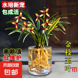 水培金边兰花苗金枝玉叶 室内办公室小盆栽绿植花卉好养四季兰花 金枝玉叶2苗裸根 包成活