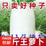 【冬季萝卜】（京东配送）种子套餐菜种子阳台盆栽庭院易种秋冬季 九斤王萝卜1包约300粒