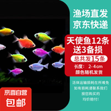 孔雀鱼天使鱼 纯种观赏鱼淡水好养热带小型观赏鱼 天使鱼12条送备损3条【发15条】