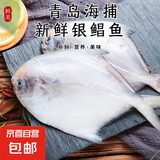 青岛海捕银鲳鱼 新鲜冷冻 包冰率20% 鲜活深海鱼 白鲳鱼平鱼昌鱼 银鲳鱼4斤【12条】