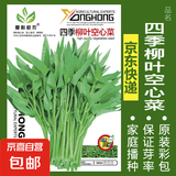 蔬菜种子四季播盆栽阳台庭院香菜生菜菠菜萝卜葱简单易种籽孑大全 四季柳叶空心菜约50粒