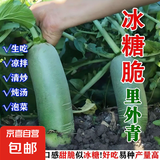 【冬季萝卜】（京东配送）种子套餐菜种子阳台盆栽庭院易种秋冬季 甜脆里外青萝卜种子1包约300粒