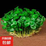 铜钱草水培盆栽室内室外花卉金钱草绿植吸绿植花草植物 铜钱草1盆（不含盆）
