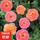 四季开花蔷薇花苗多花月季花苗特大花大苗浓香型爬藤攀援植物欧月 詹森1-1.3米左右【精选大苗】