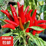 【高产】辣椒苗青椒美人椒苗薄皮辣椒秧苗螺丝椒长线椒朝天椒苗 朝天椒种苗-穴盘苗包活 20颗苗【实惠装】