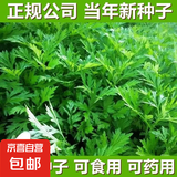 养生艾草种子艾叶香草四季播遏草驱蚊阳台盆栽泡澡种子大全 艾草种子 5包约2500粒