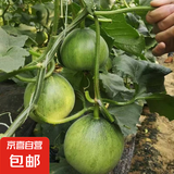 果蔬山东正宗绿宝石甜瓜绿皮绿肉甜脆多汁香瓜蜜瓜农家 净重2.5-3斤3-7个装纯