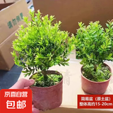 小叶赤楠盆栽中式盆景绿植办公室书房金丝楠木老桩苗花卉室内好养 精品小叶赤楠+原生盆