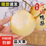 河北水晶鸭梨辛集鸭梨龙华梨 2粒装（单果160g+）