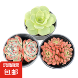 多肉植物办公室内阳台肉肉桌面亲子园艺微景观好养绿植盆栽DIY 红宝石+玫瑰+吉娃娃组合：9cm盆