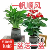 大号红掌高30-40cm 鸿运当头室内花盆栽客厅办公室开花类四季好养 【繁星吸水盆】白掌+红掌 高约35 30-40cm
