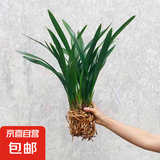 墨兰兰花苗盆栽带花苞发货精品名贵花卉绿植物室内四季好养活企黑 墨兰（裸根无盆）【3棵装】