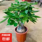 发财树盆栽大植物室内办公室桌面客厅小盆景招财树苗绿植花卉盆栽 大单杆发财树 11-14cm【原盆】 【送肥料】