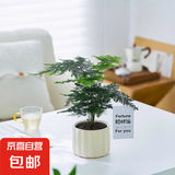 办公室桌面室内绿植小盆栽奶油风摆件四季好养室内吸甲醛净化空气 文竹+米色提拉米苏陶瓷盆+铺面石（不含卡片）