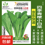 蔬菜种子四季播盆栽阳台庭院香菜生菜菠菜萝卜葱简单易种籽孑大全 四季青梗小白菜约800粒