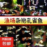 小型热带鱼观赏鱼孔雀鱼杂袍孔雀鱼天空蓝活体活鱼红扇血红 杂袍孔雀鱼10条【颜色随机】