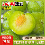 现摘现发四川青脆李新鲜李子生鲜水果孕妇可食 单果15g+ 带箱1斤