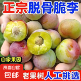 正宗四川脆甜脱骨李子应季新鲜水果青脆酸甜脱骨李冰糖李青红脆李 1斤