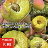 正宗四川半边红脆李新鲜水果 半斤中果（10g-20g）