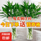 富贵竹大叶竹转运竹观音竹龙竹紫云竹水培四季好养招财富贵竹绿植 绿叶大叶富贵竹60cm高10棵+营养液
