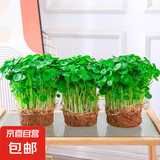 铜钱草水培植物大叶水栽鱼缸水养绿植金钱草小水草客厅室内外花卉 铜钱草盆栽（3盆）