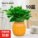 【绿萝盆栽带精致南瓜储水盆】吸甲醛净化空气水培绿植物花卉好养 【特惠10盆】绿萝+橙色南瓜盆自吸水 整体含盆高度20-25cm