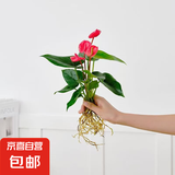 懒人水培绿植九里香绿萝文竹室内易养净化空气花卉盆栽植物花卉 红掌1颗【不含盆】土培水培皆可15-20cm