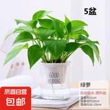 【绿萝盆栽带精致南瓜储水盆】吸甲醛净化空气水培绿植物花卉好养 【客厅摆放5盆】绿萝+早安吸水盆 整体含盆高度20-25cm