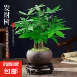 发财树盆栽大植物室内办公室桌面客厅小盆景招财树苗绿植花卉盆栽 三杆发财树 5-8cm【随机紫砂盆】 【送肥料】