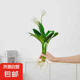 懒人水培绿植九里香绿萝文竹室内易养净化空气花卉盆栽植物花卉 白掌1颗【不含盆】土培水培皆可15-20cm
