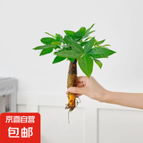 懒人水培绿植九里香绿萝文竹室内易养净化空气花卉盆栽植物花卉 发财树1颗【不含盆】土培水培皆可15-20cm
