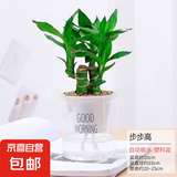 水培植物绿植盆栽室内客厅办公室桌面小盆景花卉绿萝发财树好养活 【步步高】+简欧透明吸水盆