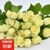 【果汁阳台月季】大苗玫瑰花苗盆栽大花欧月浓香阳台庭院带花苞 奶油龙沙【带花苞】 大苗【开花爆满】