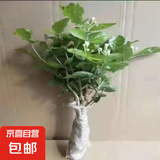 茉莉花苗盆栽带花苞九里香老桩花卉植物室内浓香四季开花好养 中份茉莉花【3-5颗】花苞一般