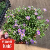姬小菊盆栽花苗带花苞四季开花不断多年生菊花苗室内阳台植物花卉 姬小菊A级约15-20cm 不含盆
