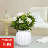 【大盆栀子花带花苞发货】栀子花盆栽室内绿植四季开花水培除甲醛 【1盆】栀子花高15-20cm+白色南瓜盆+肥料