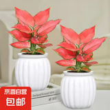 【整体高度约15-20cm】吉利红盆栽如意皇后万年红植物办公室桌面 吉利红+白南瓜盆【2盆】 花盆口径约为10cm