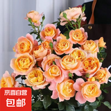 【果汁阳台月季】大苗玫瑰花苗盆栽大花欧月浓香阳台庭院带花苞 果汁-阳台  中大苗【带花苞】 中苗【当年开花】