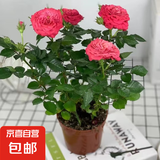 玫瑰盆栽植物客厅卧室百搭好养玫瑰花 大花美人玫瑰2盆