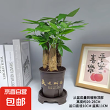 发财树盆栽大植物室内办公室桌面客厅小盆景招财树苗绿植花卉盆栽 三杆发财树 5-8cm【随机古风盆】 【送肥料】