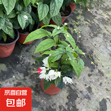 龙吐珠盆栽耐寒耐热好养活带花室内庭院四季开花观赏可爬藤花卉 龙吐珠20-30cm高带花发货原盆土