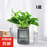 【绿萝盆栽带精致南瓜储水盆】吸甲醛净化空气水培绿植物花卉好养 【1盆】绿萝+轻奢灰色繁星吸水盆 整体含盆高度20-25cm
