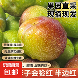 现摘现发四川青红脆李新鲜李子生鲜水果孕妇可食 单果15g+ 带箱1斤