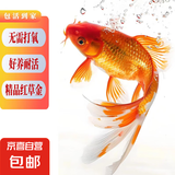 招财宠物鱼冷水观赏草金鱼锦鲤鱼好养耐活包邮包活 【1-3厘米】 混色招财水宠金鱼2条送1条备损