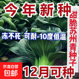 【京东物流】蔬菜种子四季播盆栽阳台庭院香菜生菜菠菜简单秋易种 黑叶苏州青种子1包约1000粒