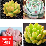 多肉植物精选图片品种发货照图办公室室内阳台桌面图片品种指定品 黄丽+吉娃娃+艾伦+春萌+盆土