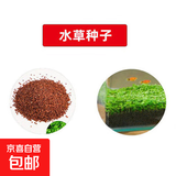 水草陶粒砂生态鱼缸玻璃瓶家用水草泥水培四季造景套餐新手易种 一万粒种子【需搭配水草泥种植】