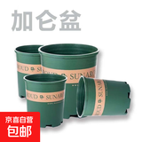 花盆绿植盆栽加仑盆加厚塑料多肉小盆阳台客厅月季玫瑰家用花盆 矮款1加仑（口径15cm)1个盆 配套托盘