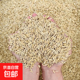 饲料原料谷物带壳水稻饲料鸡饲料稻壳鸽粮鸽子粮豆粕羊饲料稻谷子 饲料带壳稻谷40斤